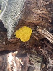 Fuligo septica