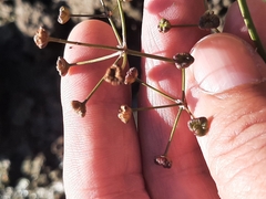Alisma plantago-aquatica