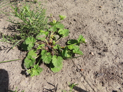 Pelargonium grossularioides