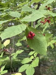 Euonymus