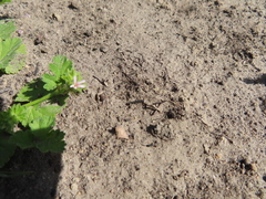 Pelargonium grossularioides
