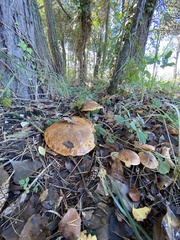 Suillus collinitus