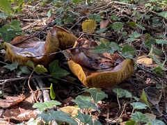Suillus collinitus