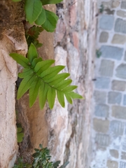Polypodium cambricum