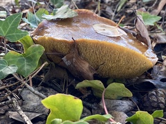 Suillus collinitus