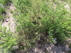 Asparagus rubicundus