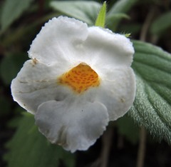 Achimenes occidentalis
