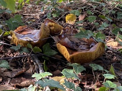 Suillus collinitus