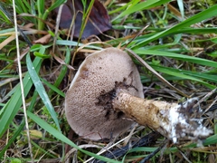 Suillus viscidus