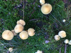 Hypholoma capnoides