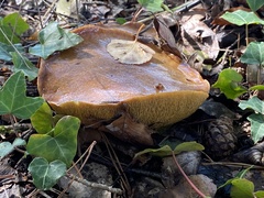 Suillus collinitus