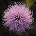 Field Thistle - Photo (c) bendingtree, some rights reserved (CC BY-NC), uploaded by bendingtree