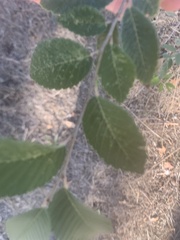 Ulmus