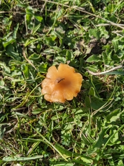 Hygrocybe acutoconica