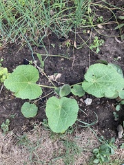 Cucurbita maxima