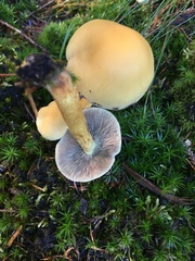 Hypholoma capnoides