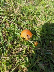 Hygrocybe acutoconica