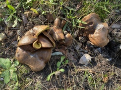 Suillus collinitus