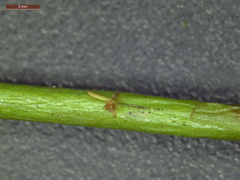 Phyllanthus evanescens