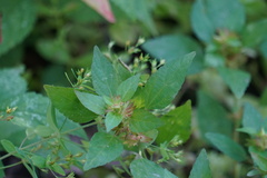 Acalypha virginica