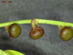 Phyllanthus evanescens