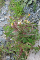 Sonchus oleraceus