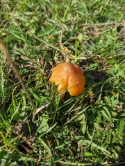 Hygrocybe acutoconica