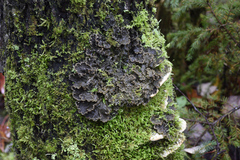 Peltigera praetextata