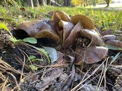 Suillus collinitus