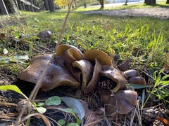 Suillus collinitus