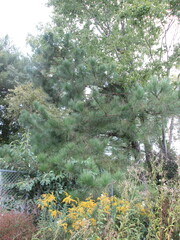 Pinus elliottii