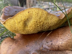 Suillus collinitus