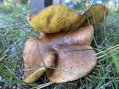 Suillus collinitus