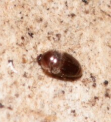 Corylophidae