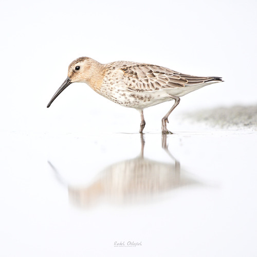 Correlimos común (Calidris alpina)