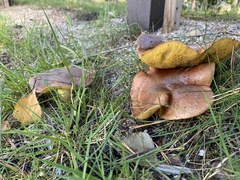 Suillus collinitus