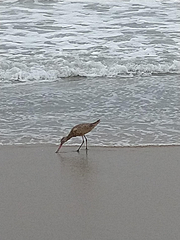 Limosa fedoa
