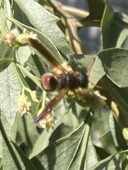 Pachodynerus erynnis