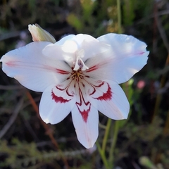 Gladiolus debilis
