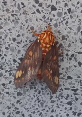 Citheronia bellavista