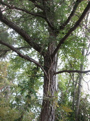 Pinus elliottii