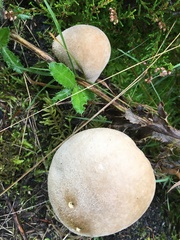 Lycoperdon excipuliforme