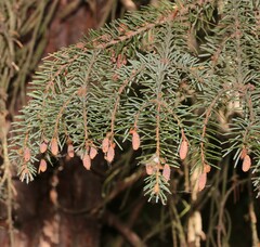 Picea omorika