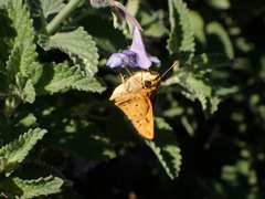 Hylephila phyleus