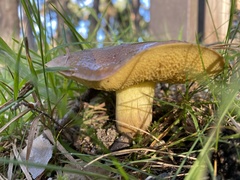 Suillus collinitus