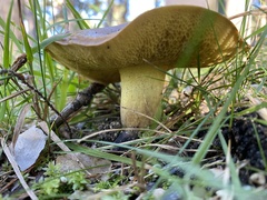 Suillus collinitus