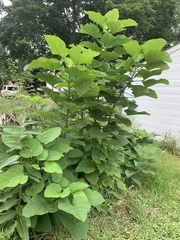Paulownia tomentosa