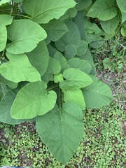 Paulownia tomentosa