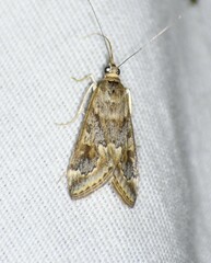 Loxostege allectalis