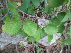 Viburnum dentatum